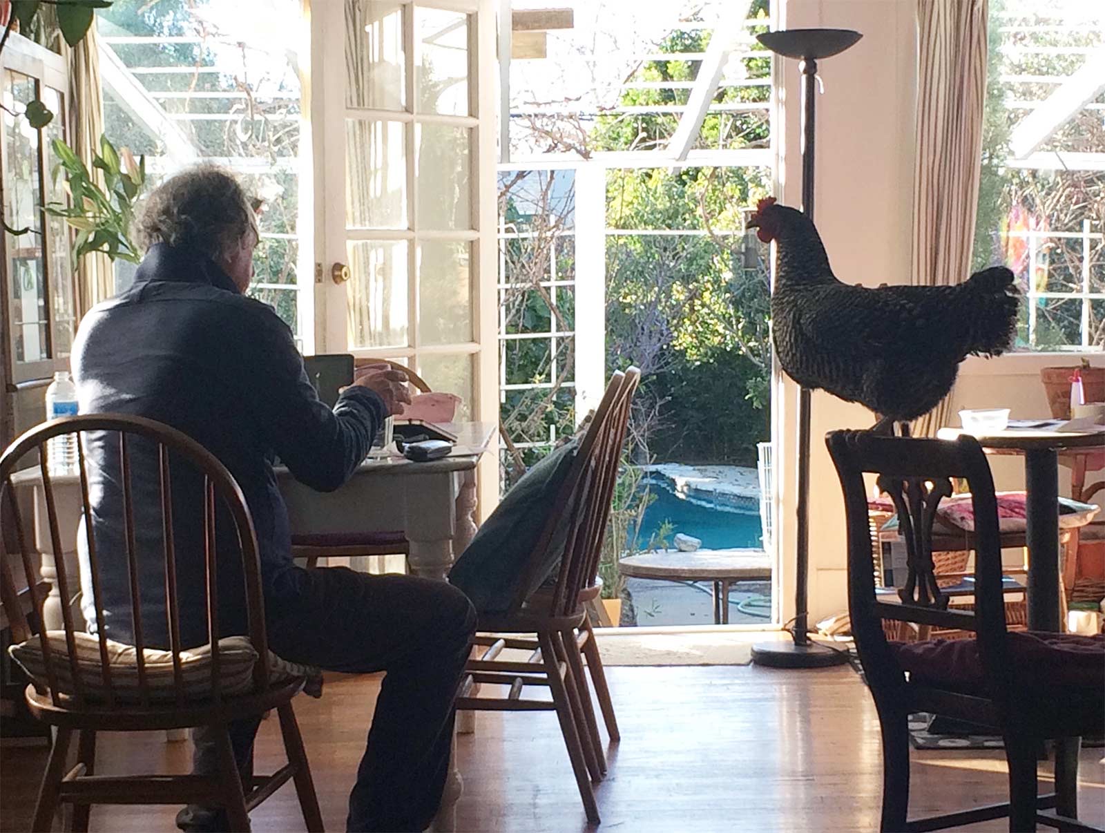 The garden office, with a hen perched on a chair